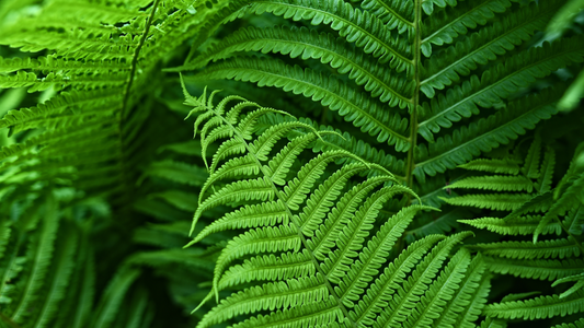 Dfyage Oral Sunblock's Key Ingredient: Polypodium Leucotomos