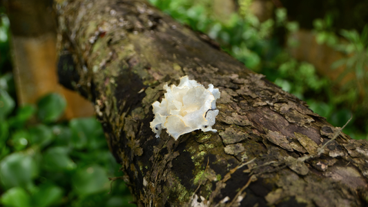 Dfyage Oral Sunblock's Key Ingredient: Tremella Fuciformis